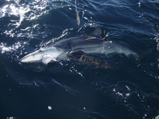 Tagged shark does the miles